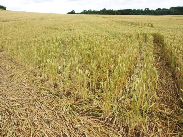 Cley Hill, Wiltshire crop circle, aerial photo 56